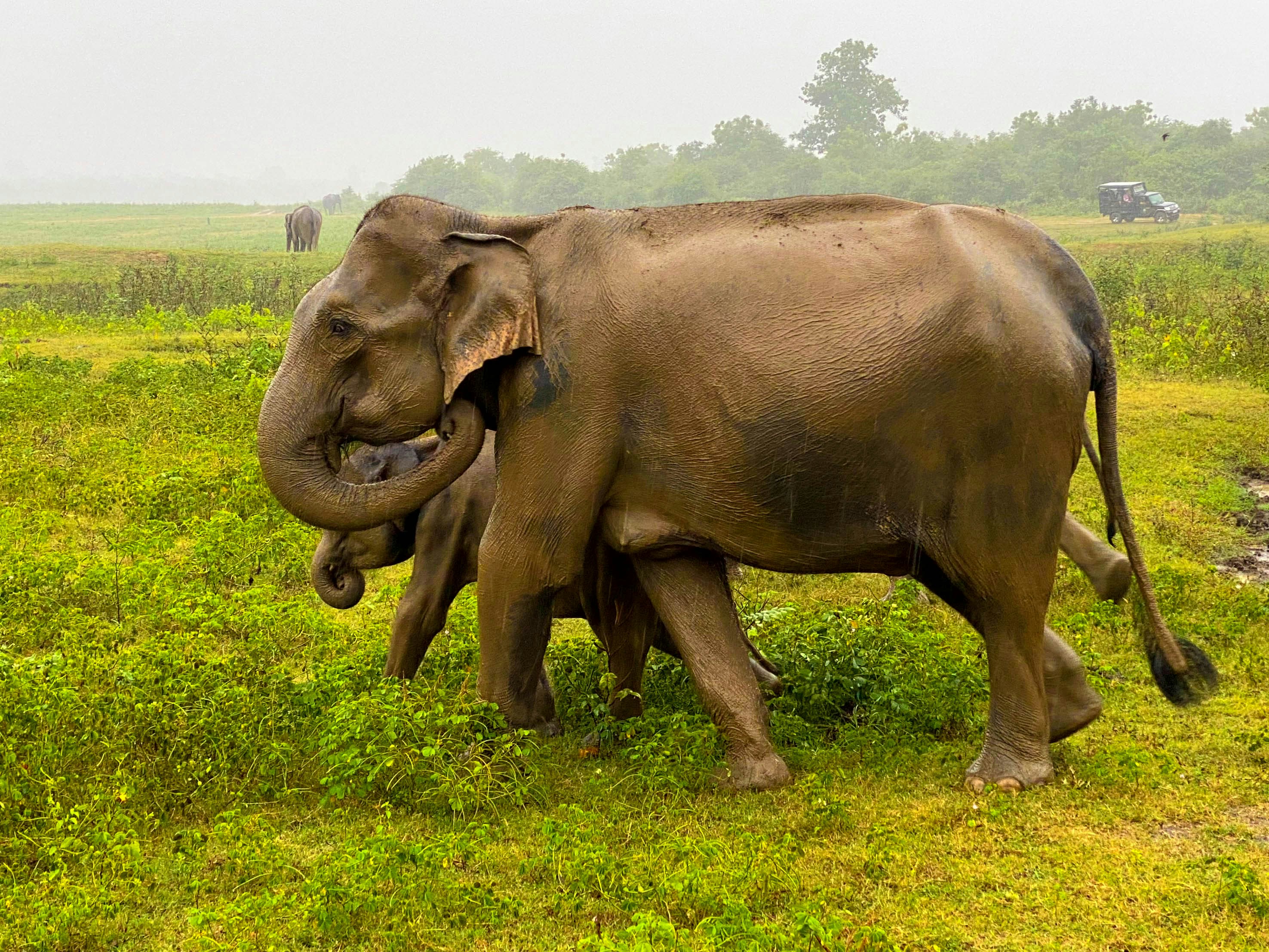 Wild elephant bathing in a river in Yala National Park, Sri Lanka